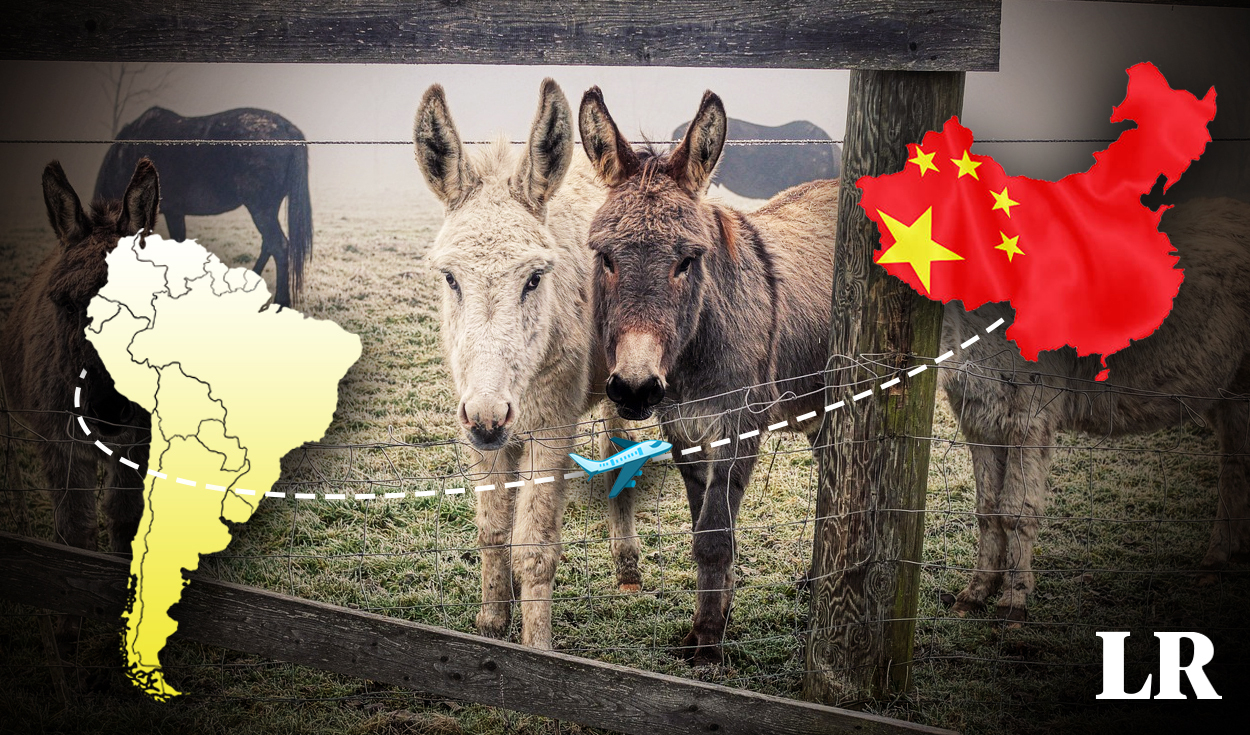 
                                 Los únicos países de Sudamérica que exportan carne de burro a China: es usado para medicina y cosméticos 
                            