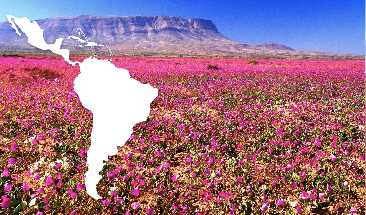 
                                 El desierto más seco del mundo está en Sudamérica y un raro fenómeno lo está cubriendo de flores 
                            