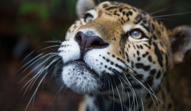 
                                 Animales silvestres en peligro: tráfico y tenencia ilegal son las principales amenazas a la fauna amazónica 
                            