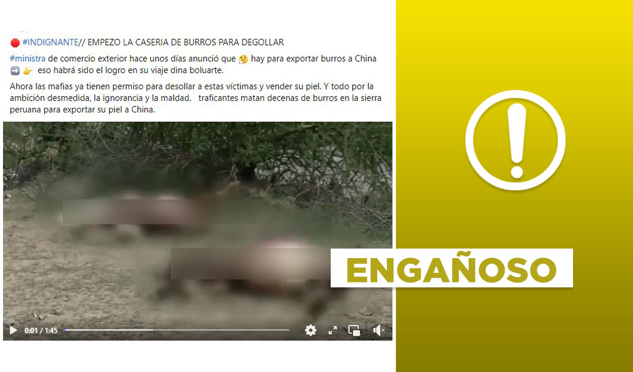 
                                 Video no muestra matanza de burros tras el reciente anuncio de exportación de su carne a China 
                            