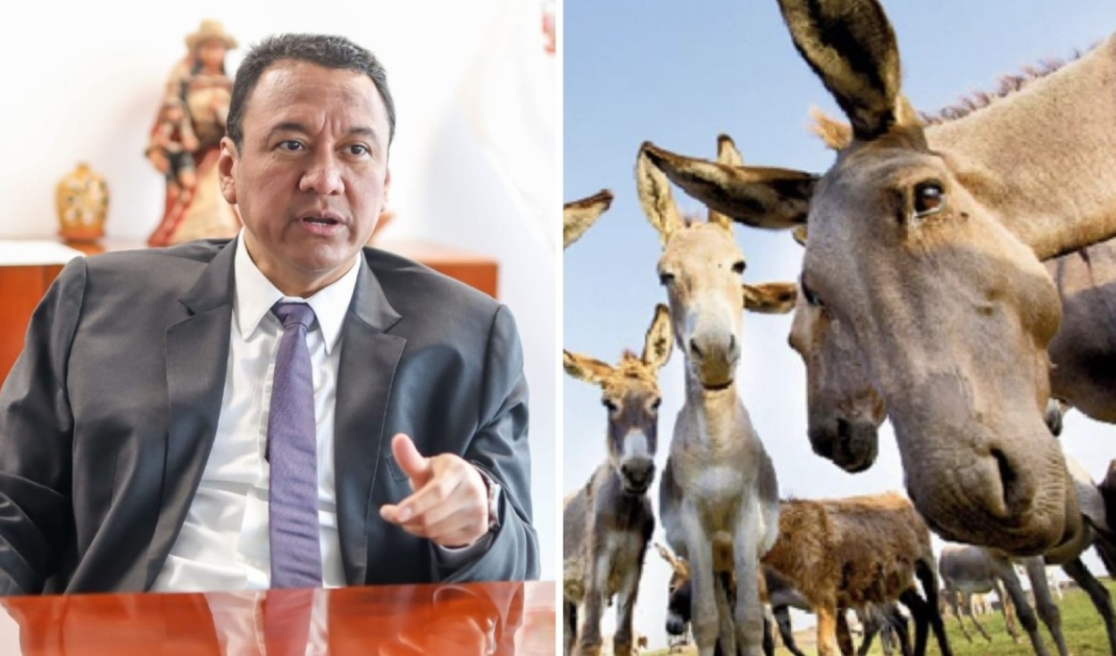 
                                 Midagri sobre propuesta de exportar carne de burro: 