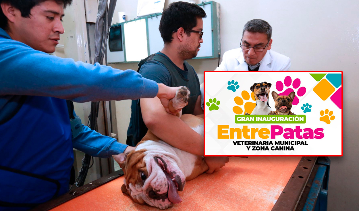 
                                 San Juan de Lurigancho contará con nueva veterinaria municipal: conoce su ubicación y fecha de apertura 
                            