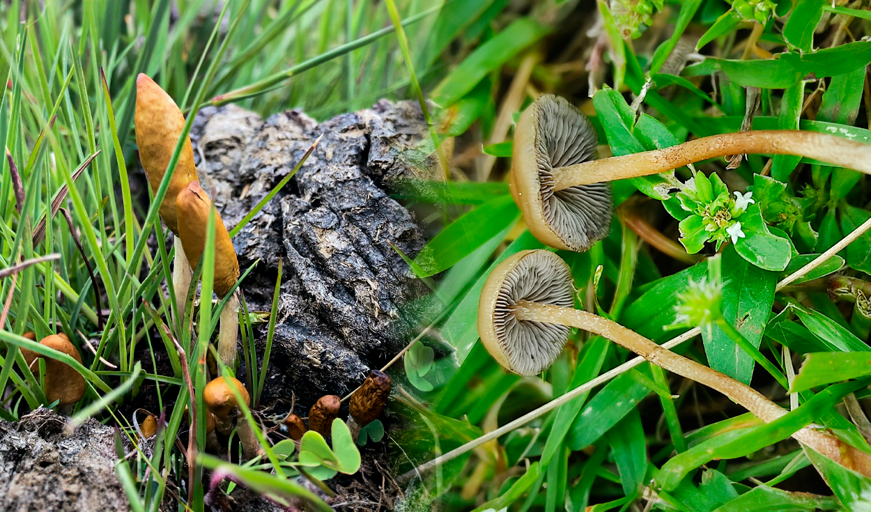 
                                 Descubrimiento de hongos ‘mágicos’ en África: hallan 2 nuevos alucinógenos y expertos cuentan cómo los usan 
                            