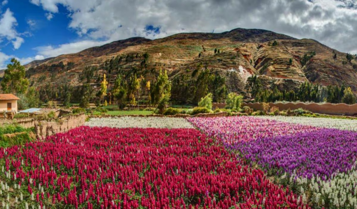 
                                 La Ciudad de las flores: descubre que localidad peruana recibe este nombre y cuántas especies florales alberga 
                            