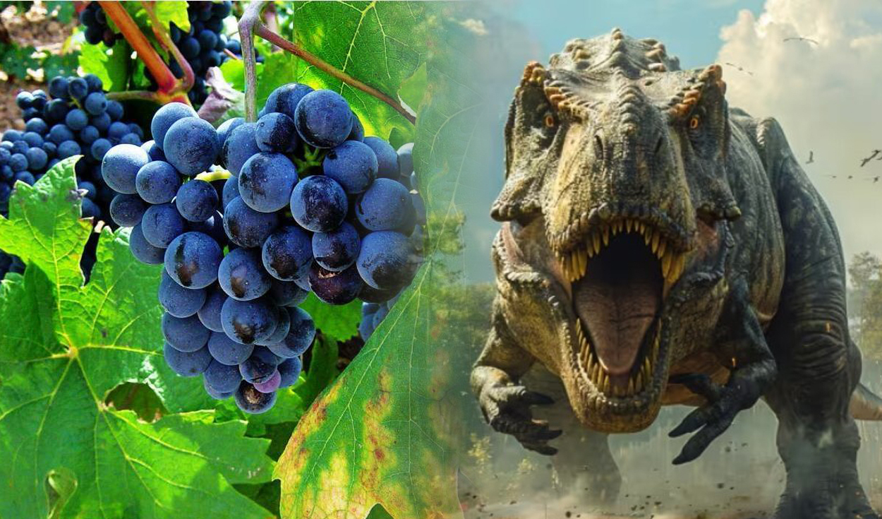 
                                 Las uvas aparecieron en Perú y Sudamérica solo porque los dinosaurios se extinguieron, según estudio 
                            