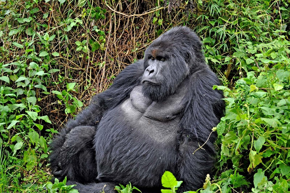 Parque Nacional de la Isla de Gorila de Virung