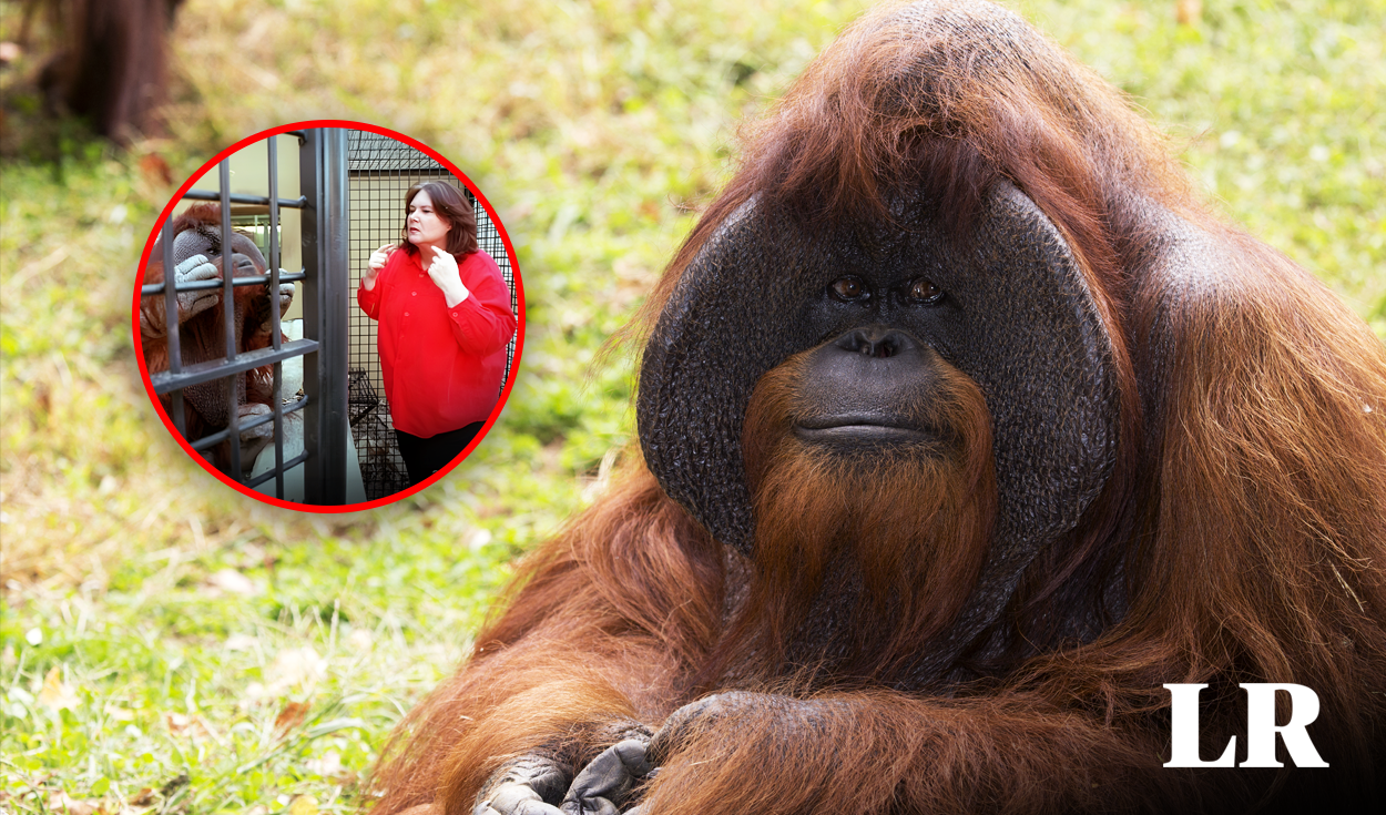 
                                 El primer orangután que 'hablaba' con los humanos: sabía lengua de señas, limpiaba su habitación y más 
                            