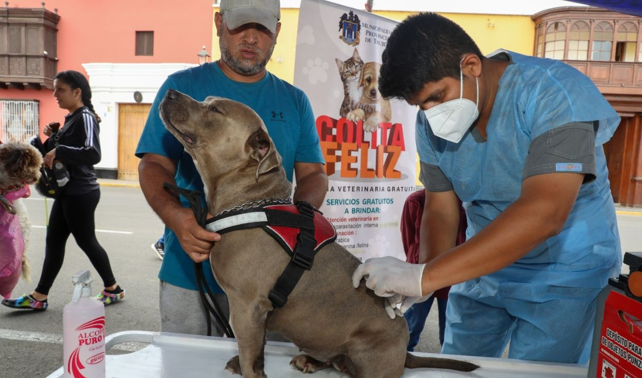 
                                 Municipalidad de Lima y Santa Anita ofrecen campaña gratuita para mascotas en julio: descubre los servicios disponibles y fechas 
                            