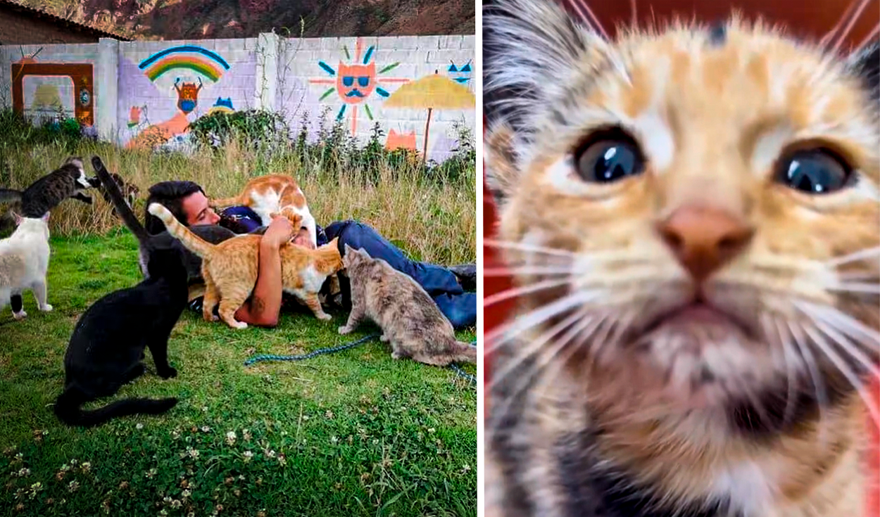 
                                 El peruano que pasó de limpiar baños en EE.UU. a fundar el refugio para gatos más grande del Perú: 