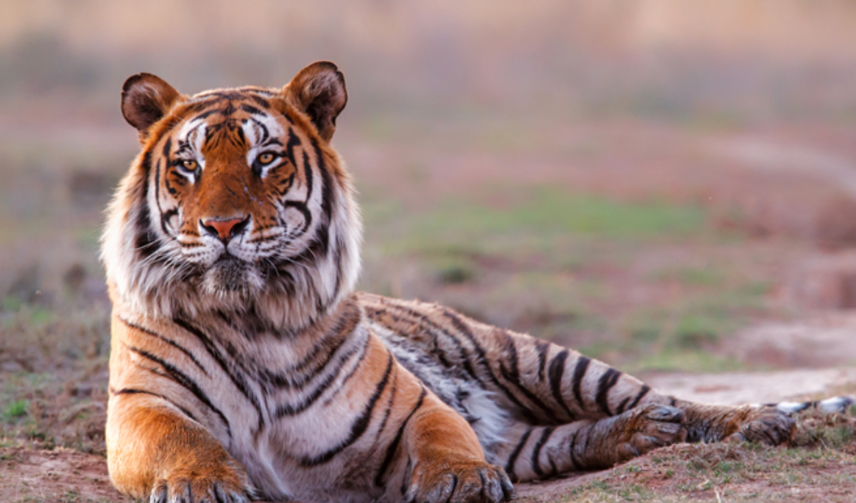 
                                 ➣ Soñar con tigres: qué SIGNIFICA y cuál es su interpretación 
                            