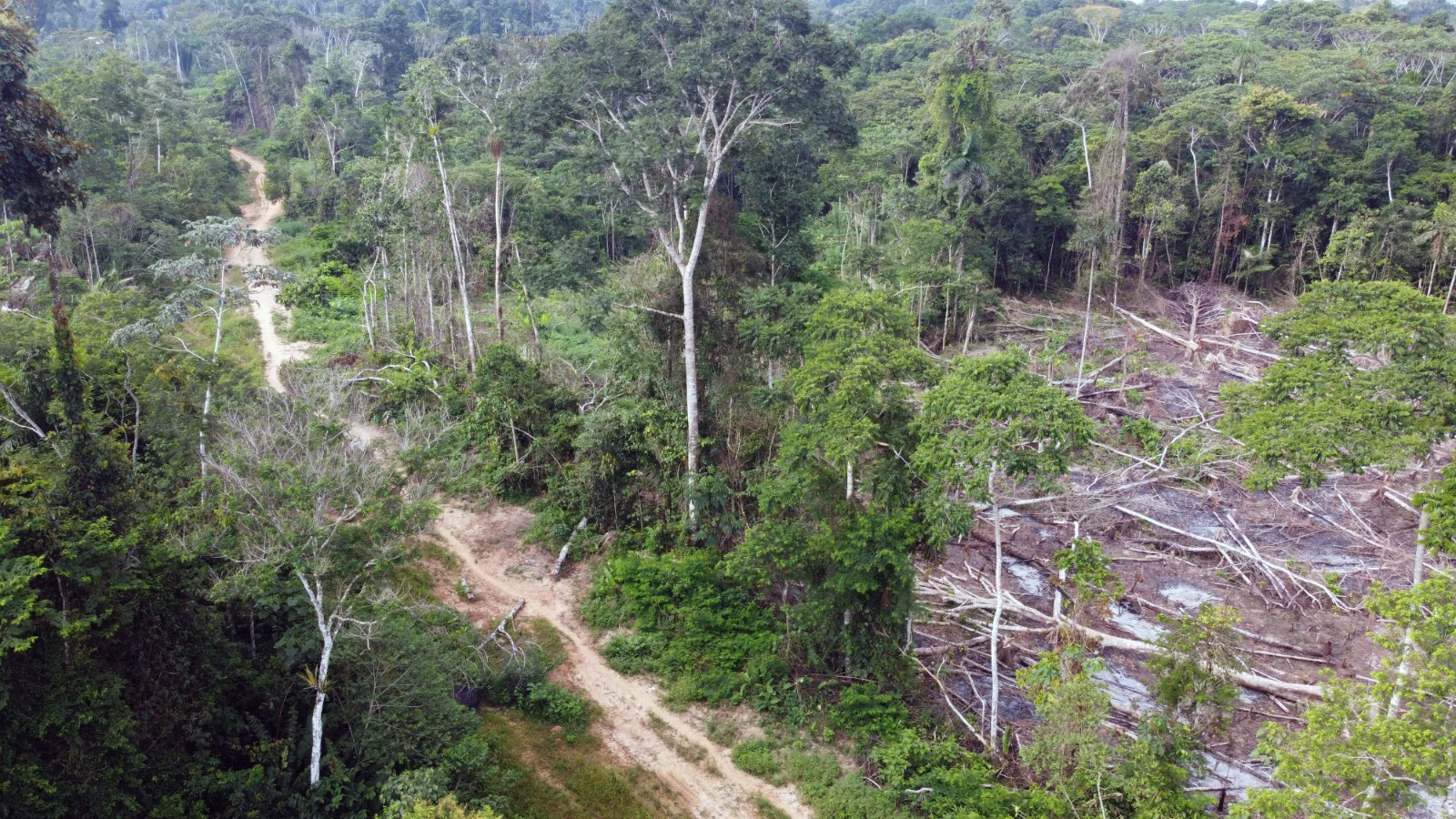 
                                 Caminos conectados para la consulta previa de carreteras en la Amazonía 
                            