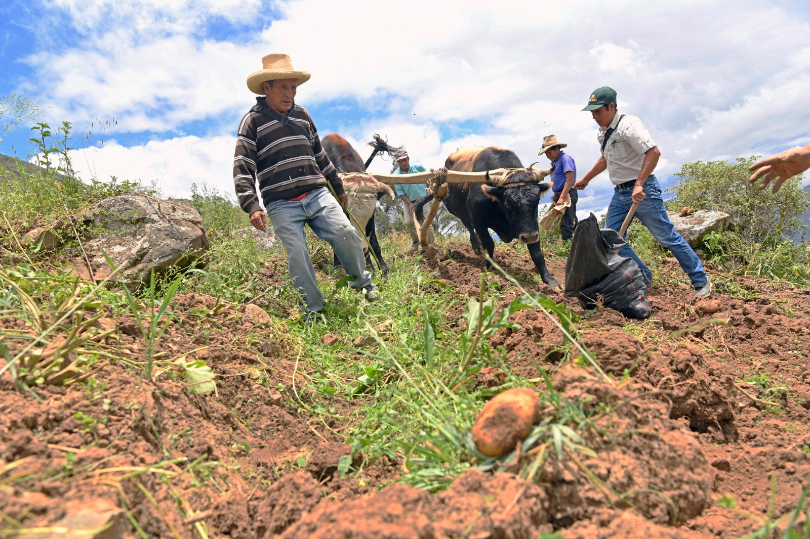 
                                 Desarollo sostenible: reconocen a empresas peruanas por su apoyo socioambiental 
                            