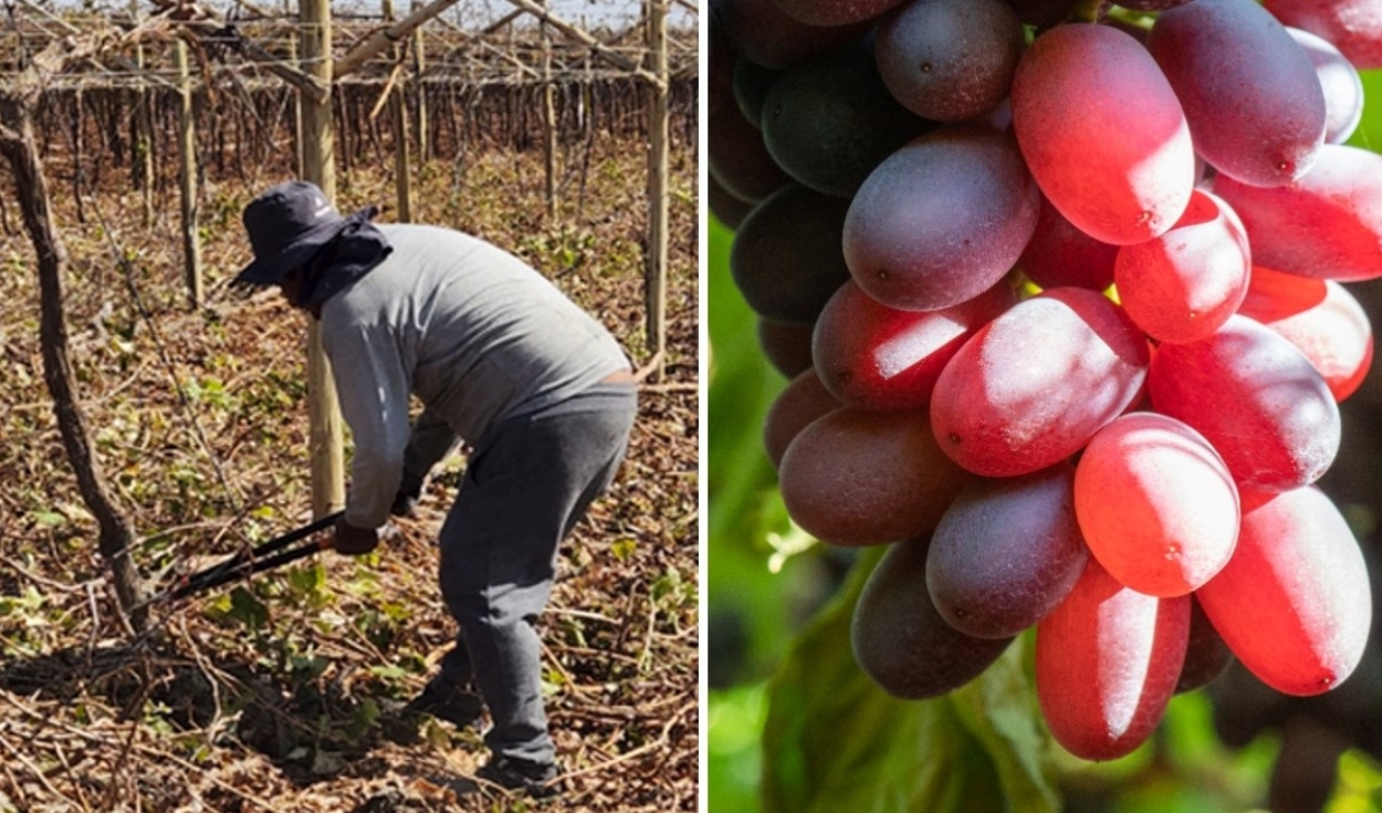
                                 Retiran 110 hectáreas de uvas plantadas de manera ilegal: infracción fue cometida por un productor peruano 
                            