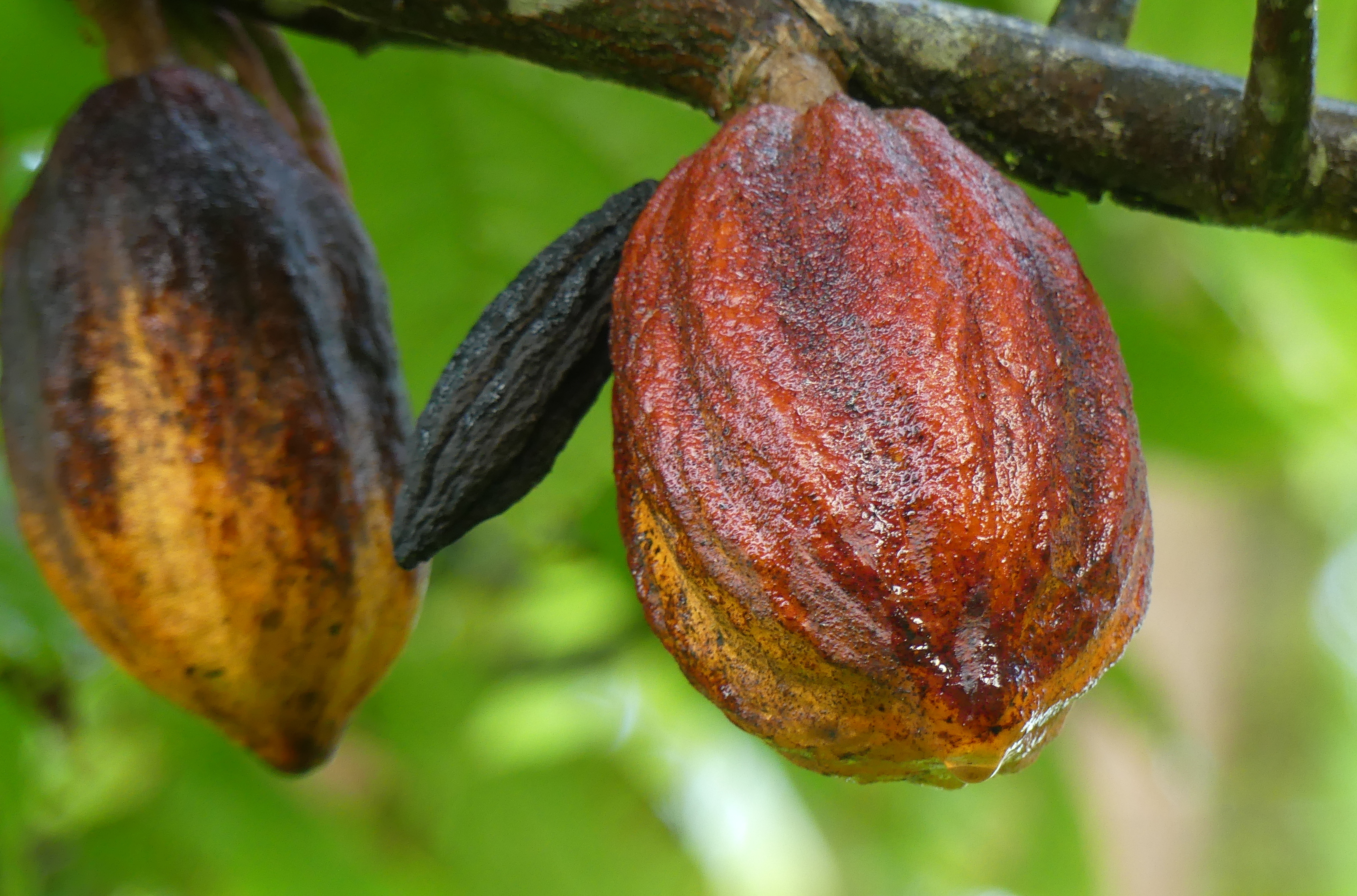 
                                 El cacao de Amazonas tendrá su propio Consejo Regulador de la Denominación de Origen 
                            