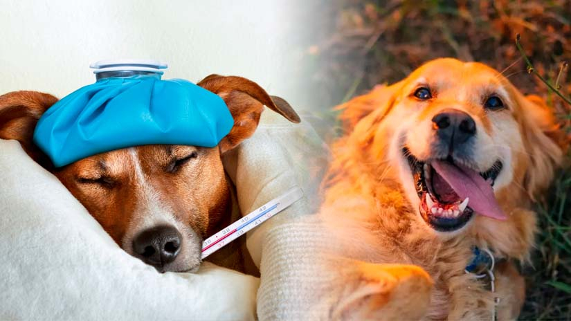 
                                 Día mundial del perro: ¿cuáles son las 5 enfermedades más comunes en los canes y cómo mantenerlos saludables? 
                            