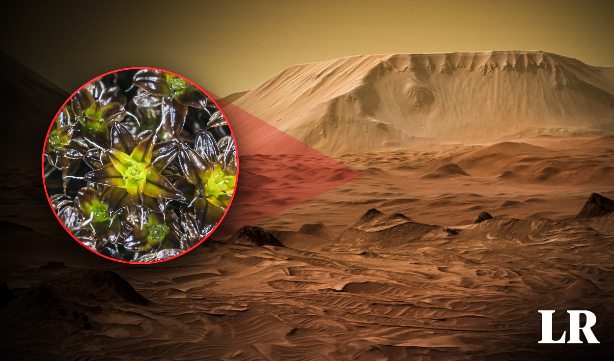 
                                 La planta del desierto que podría volver fértil la superficie de Marte, según científicos 
                            
