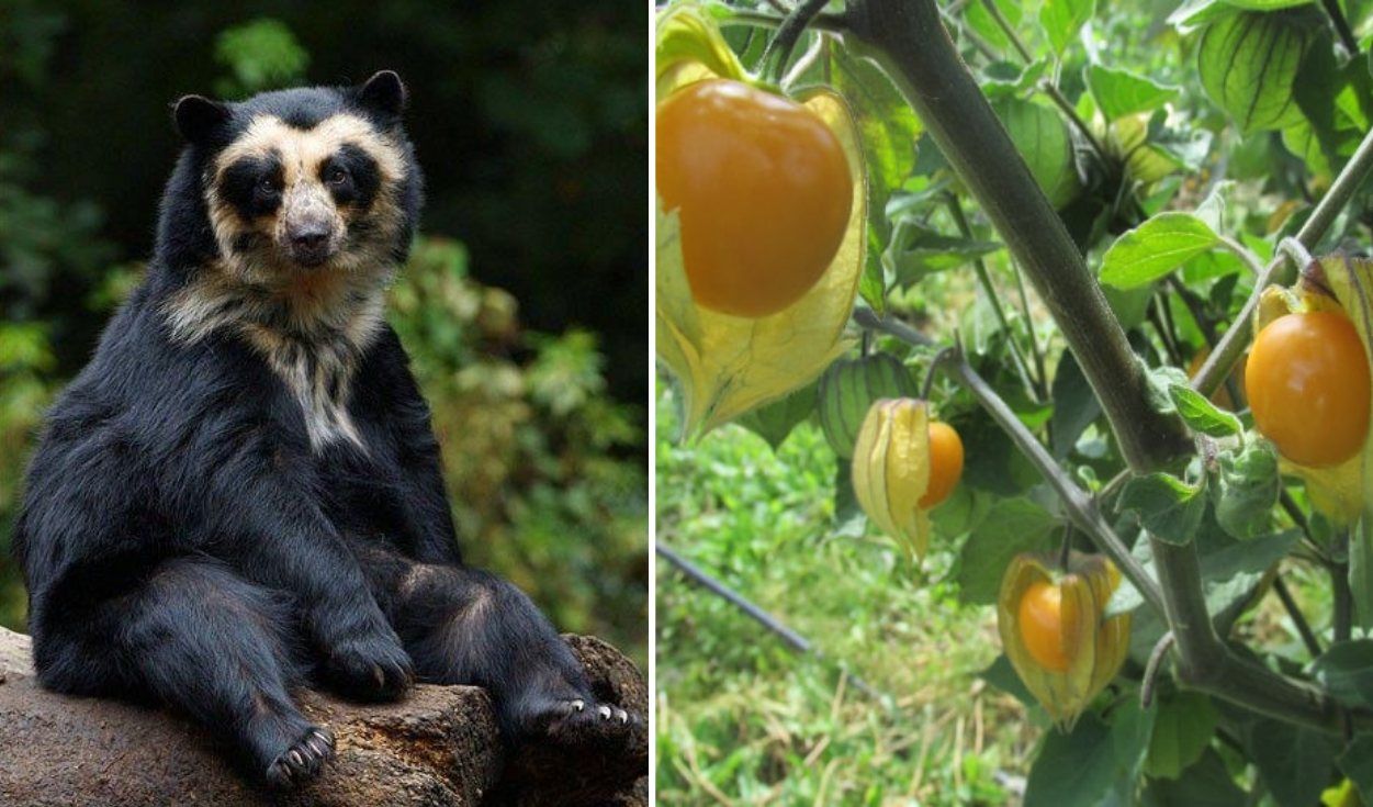 
                                 Aguaymanto: así fue cómo este dorado fruto silvestre salvó al oso de anteojos en Perú 
                            