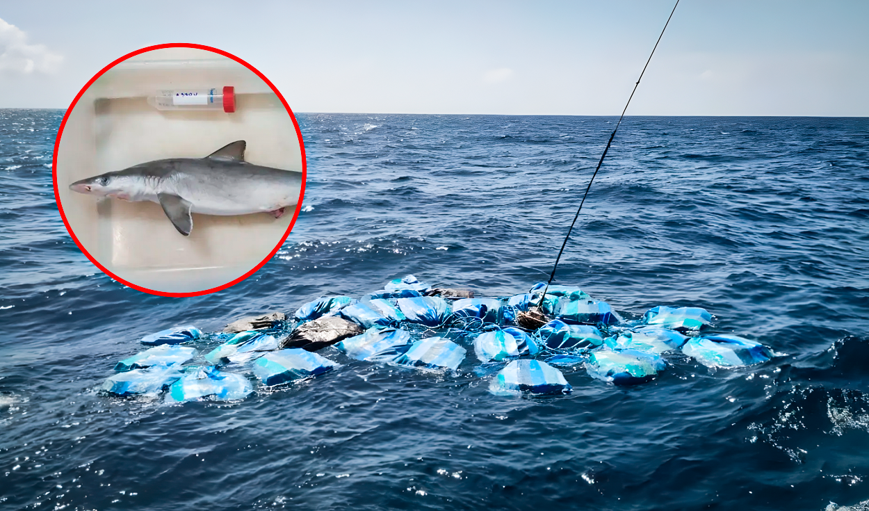 
                                 Tiburones en Brasil dan positivo a cocaína y evidencian la contaminación por drogas en el mar 
                            