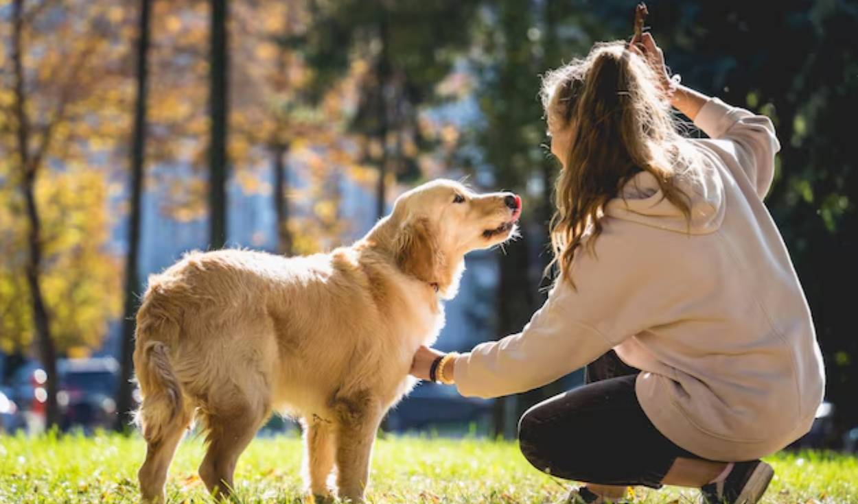 
                                 Nueva ley beneficiará a dueños de mascotas que buscan departamentos: desaparecerá importante prohibición 
                            