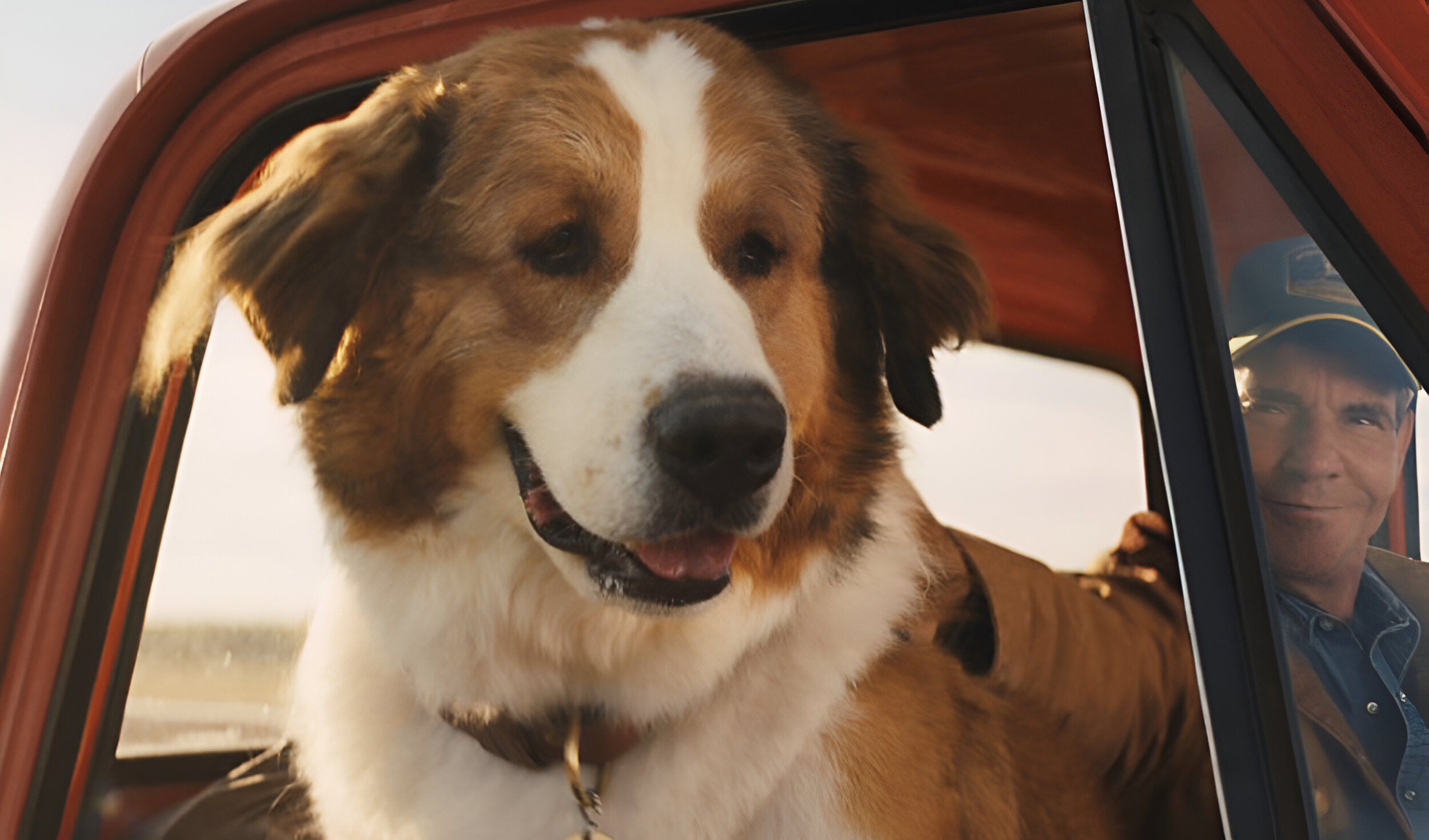 
                                 ¿Más conmovedora que 'Vaguito'? Esta nueva película en Netflix sobre un perro leal te romperá el corazón 
                            