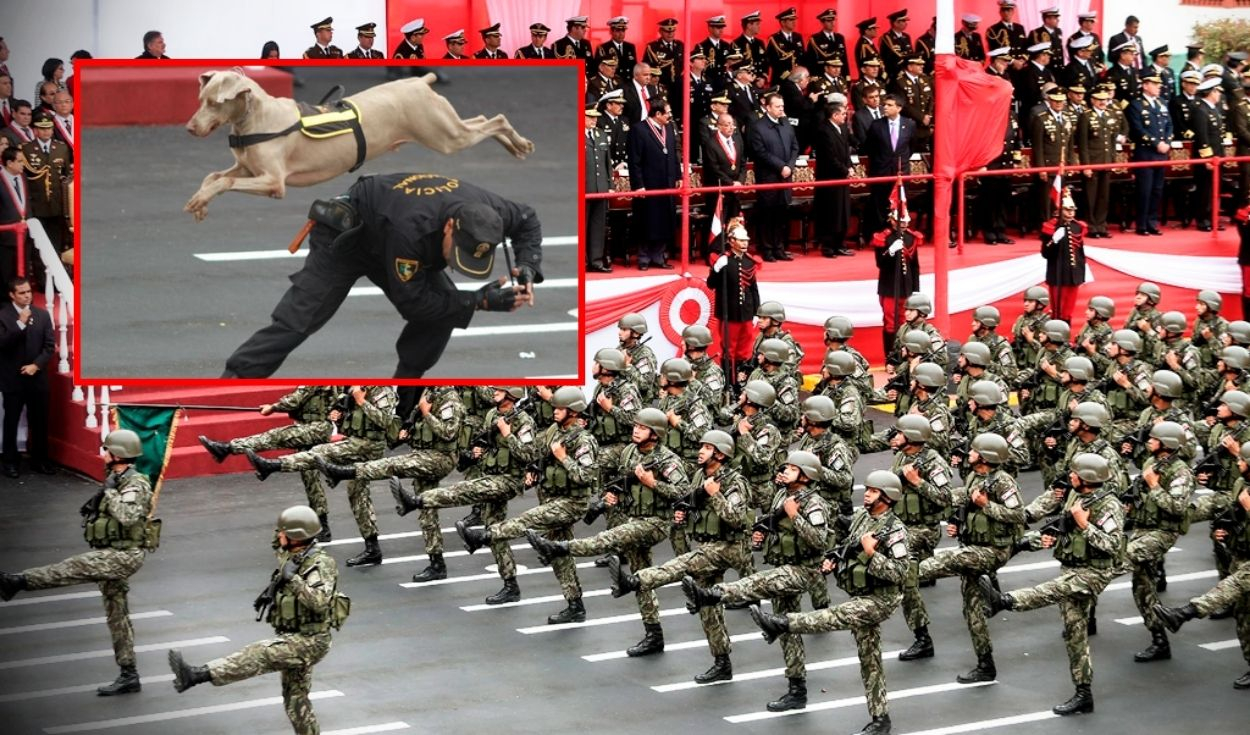 
                                 Perritos de la Brigada Canina del PNP ya no fueron parte de la Gran Parada Militar 2024 
                            