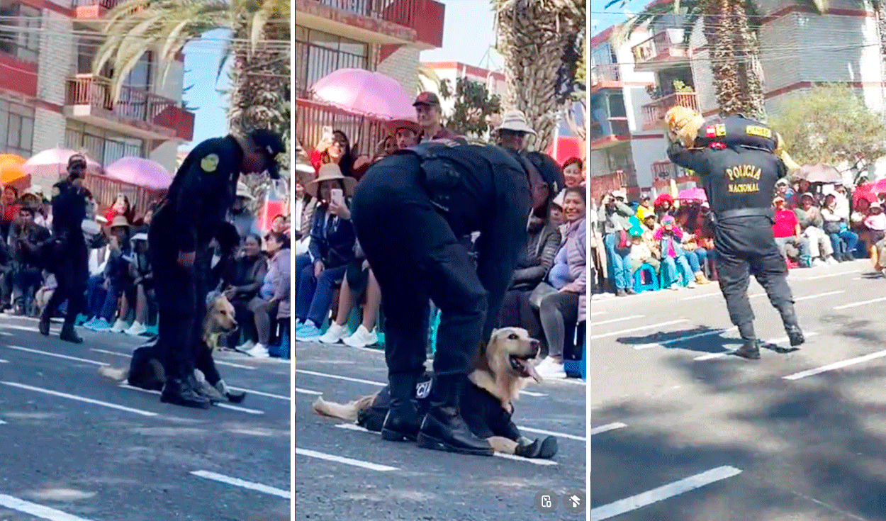 
                                 Perrito de la Policía desata las risas al negarse a marchar durante desfile por Fiestas Patrias en Tacna 
                            