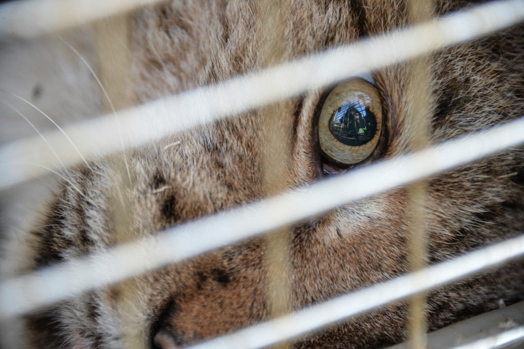 
                                 El país de América Latina que superó a Chile y Brasil como el que más crueldad animal infringe en el mundo 
                            