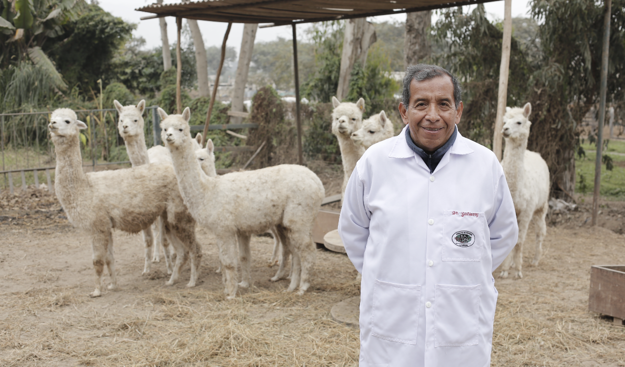 
                                 Genética molecular para mejorar la fibra de alpaca 
                            