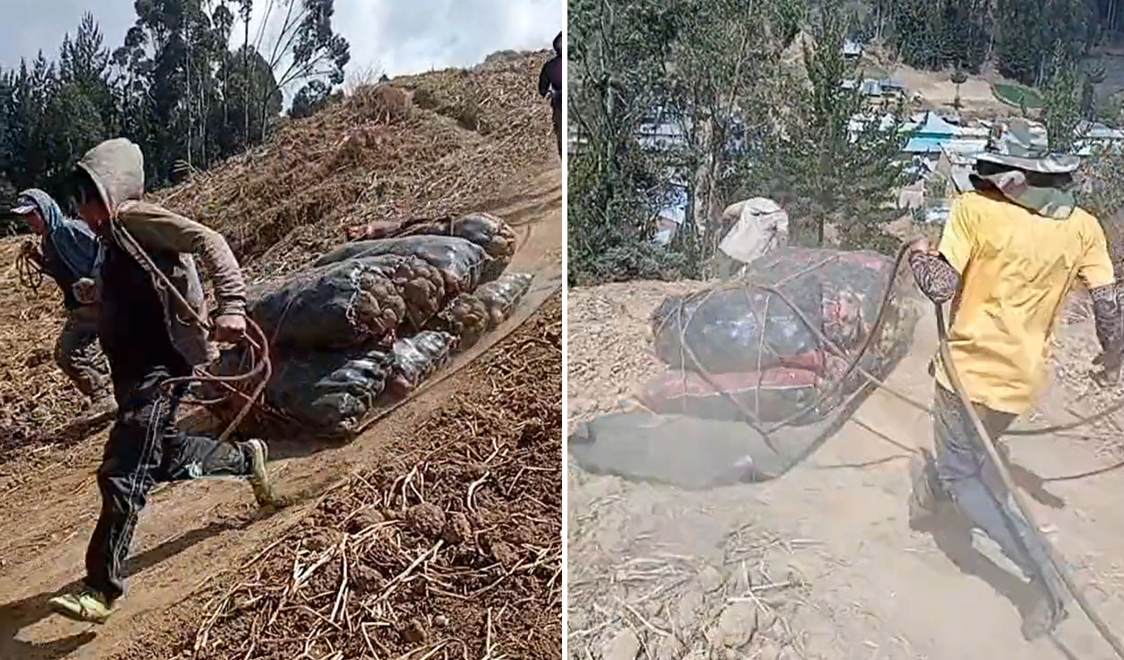 
                                 Agricultores peruanos emplean ingeniosa técnica para mover sacos de papas y dicen: “Valen un Perú” 
                            