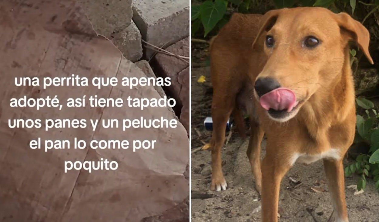 
                                 Joven adopta a perrita callejera y descubre su conmovedor hábito: 