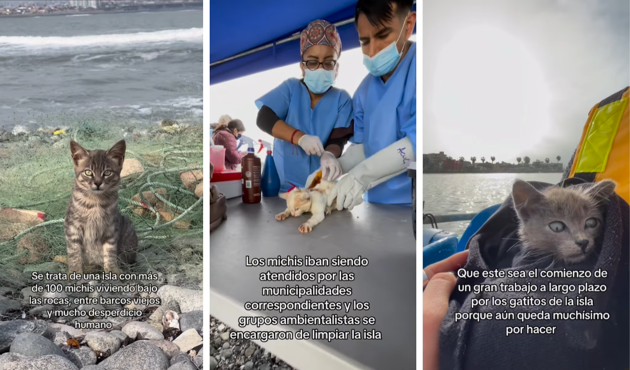 
                                 La isla del Callao con más de 100 gatos abandonados: varios tenían quemaduras por la exposición al sol 
                            