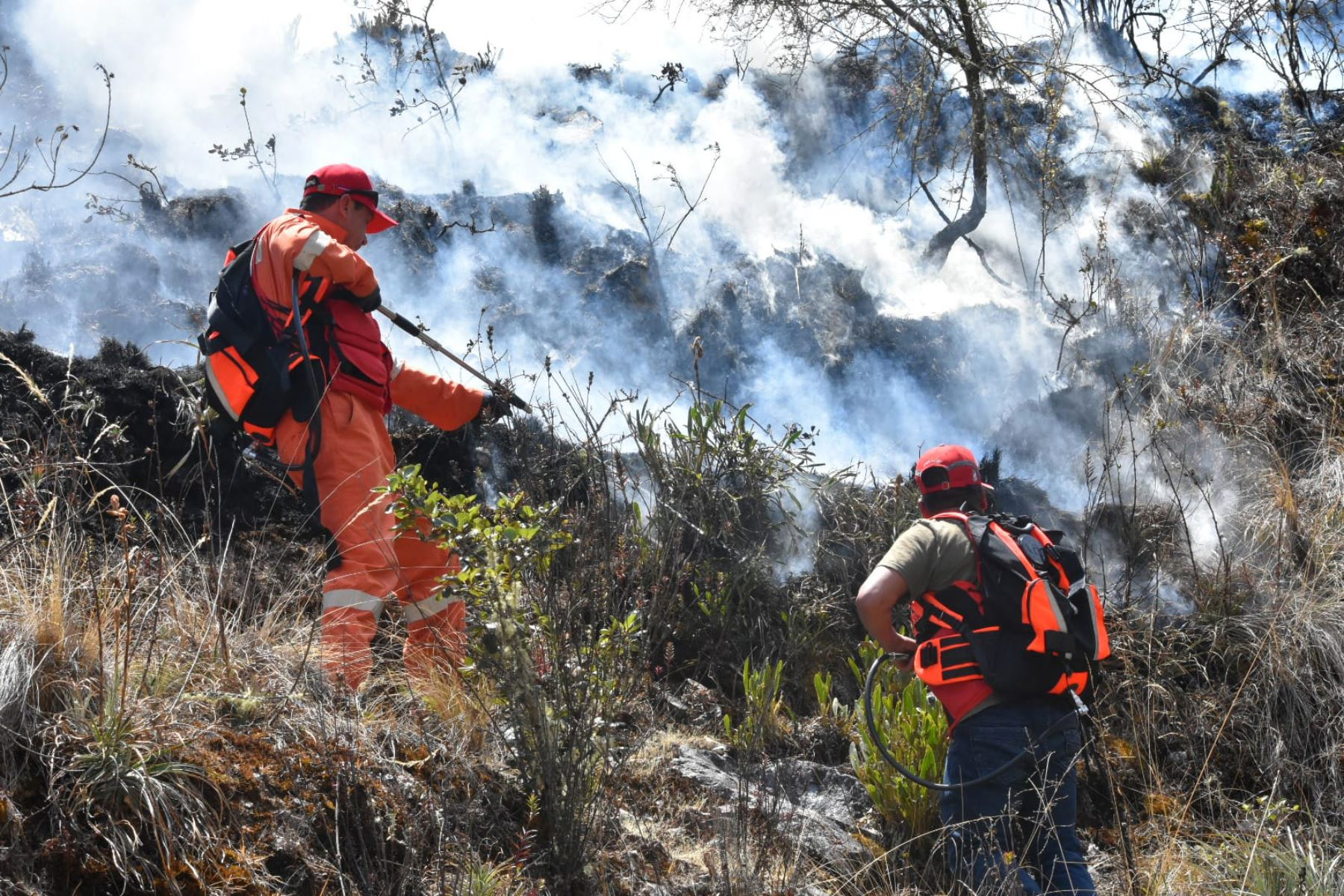 Trabajan para apagar incendio forestal en Perú