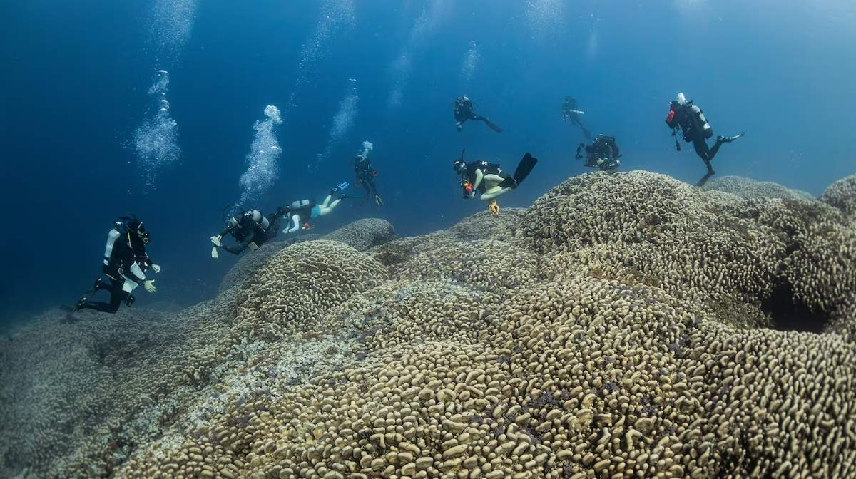 Científicos descubren el coral más grande del mundo de más de 300 años de  antigüedad: ¿dónde se encuentra? | Islas Salomón | Mundo | La República