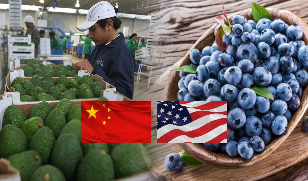 Peru conquers US markets and China as the main buyers of blueberries and avocados: What other important countries exports to?