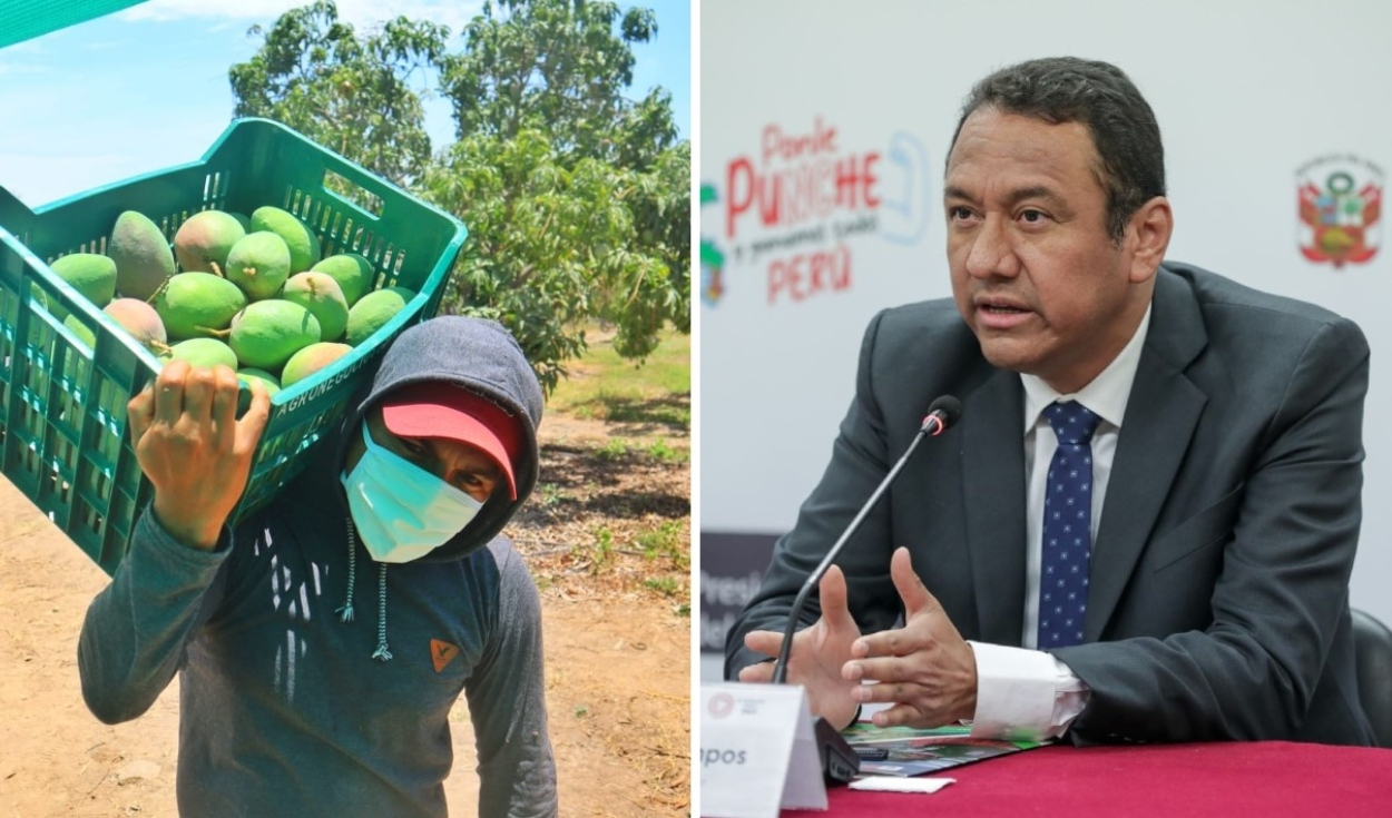 Conveagro rejects Midagri proposal to suspend mangoes sowing for three years
