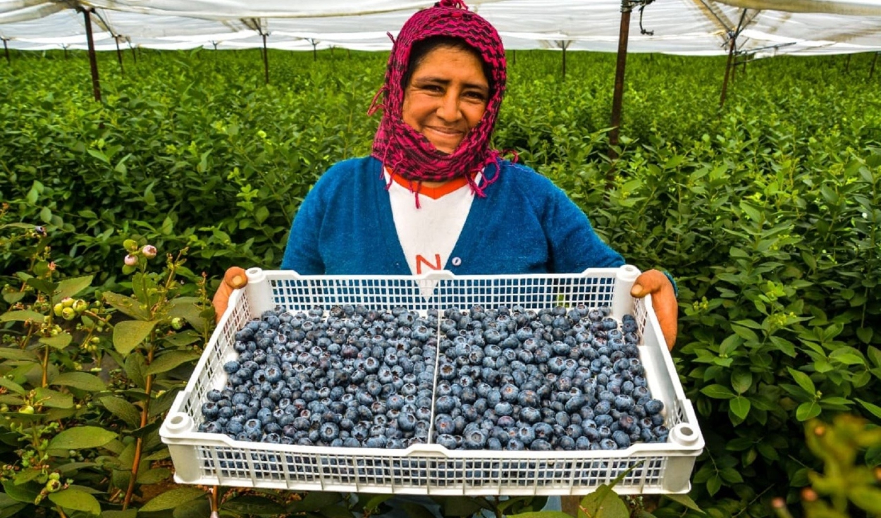 Export of organic agricultural products grew 32.3%: which were the most prominent?