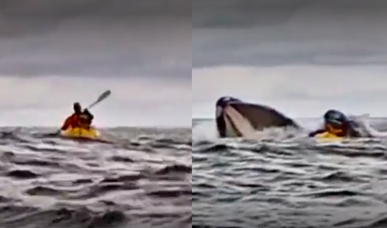 Kayakista que fue tragado y expulsado por una ballena en Chile habló sobre  lo sucedido: "Pensé que me había comido" | Mundo | La República