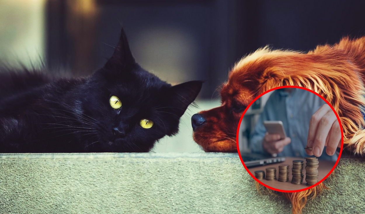 How much do Peruvians spend on the care of their pets?: Food market expects to grow up to US $ 680 million