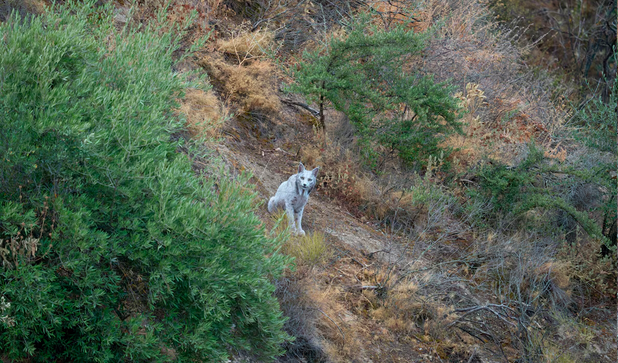 Fotógrafo español graba por primera vez al misterioso lince ibérico blanco:  “El fantasma del mediterráneo" | Ciencia | La República