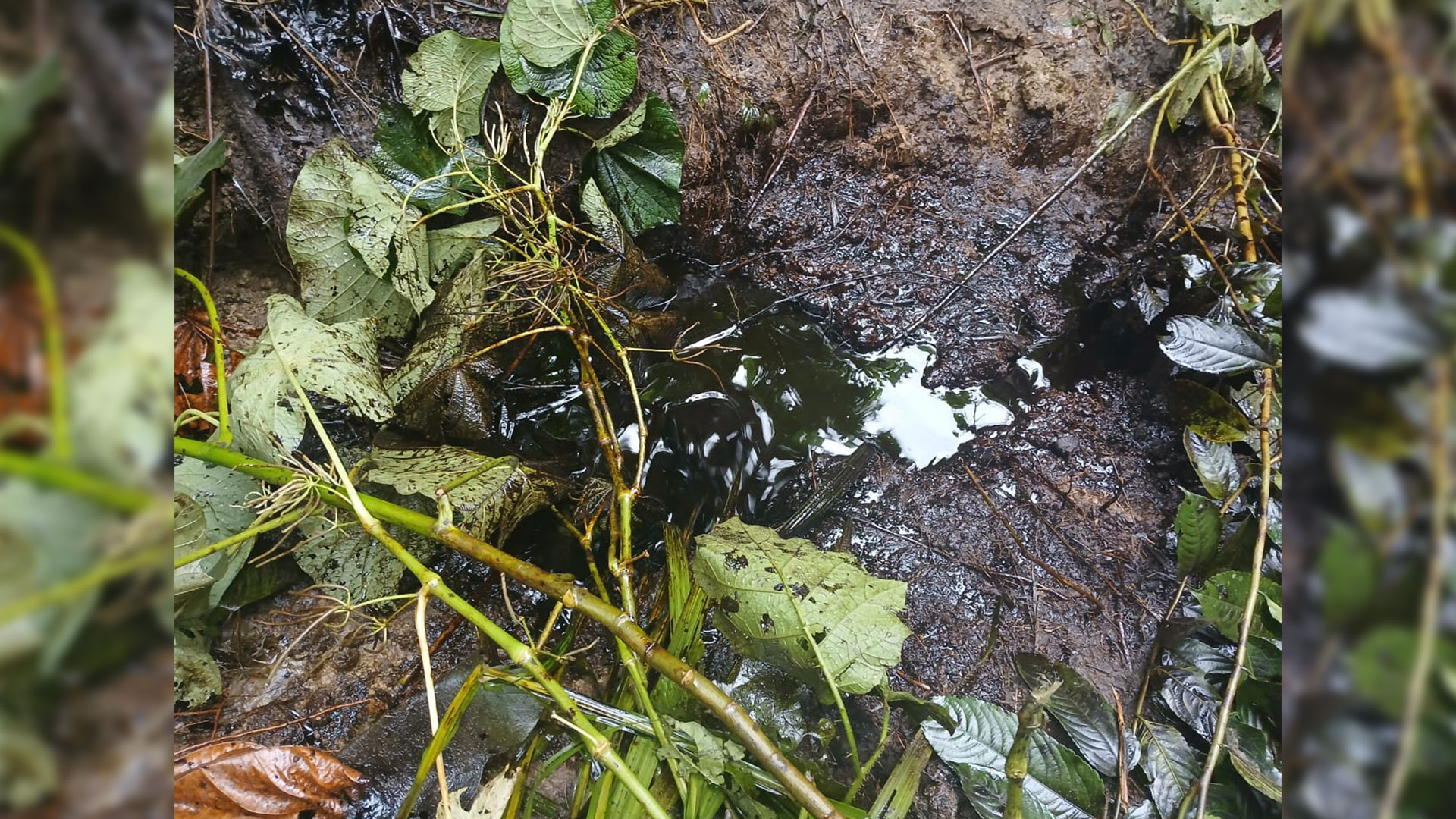 Restos de hidrocarburo afloran en el suelo y se acumulan entre la vegetación en la zona afectada por el derrame.