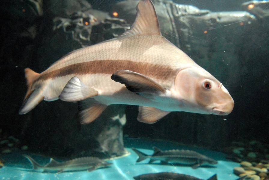 El Shanghai Ocean Aquarium es el único acuario del mundo que cuenta con una Zona de China independiente. Foto: CDN