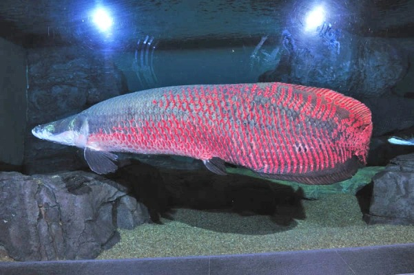 El Arapaima, uno de los peces óseos escamosos de agua dulce más grandes, también prospera en el acuario chino. Foto: CDN