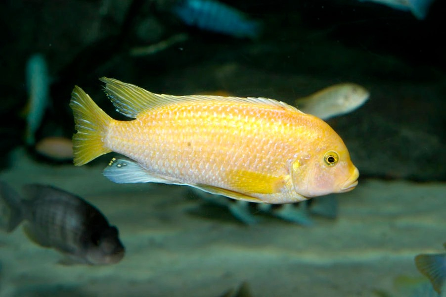 En África, los más destacados son los Peces de la Familia Cichlidae de los lagos Victoria, Tanganica y Malawi. Foto: CDN