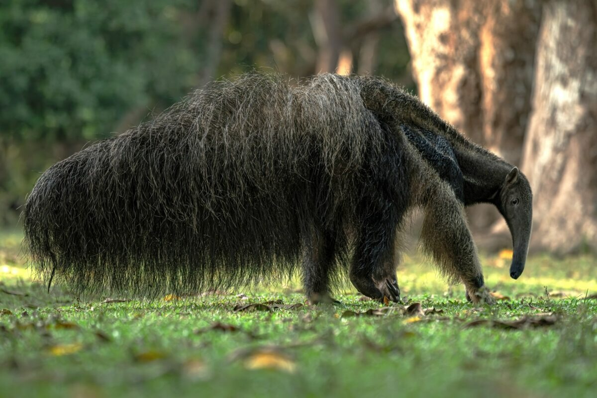 Cámaras trampa registraron en Brasil a un oso hormiguero gigante proveniente de Argentina, marcando un hito histórico para la fauna sudamericana