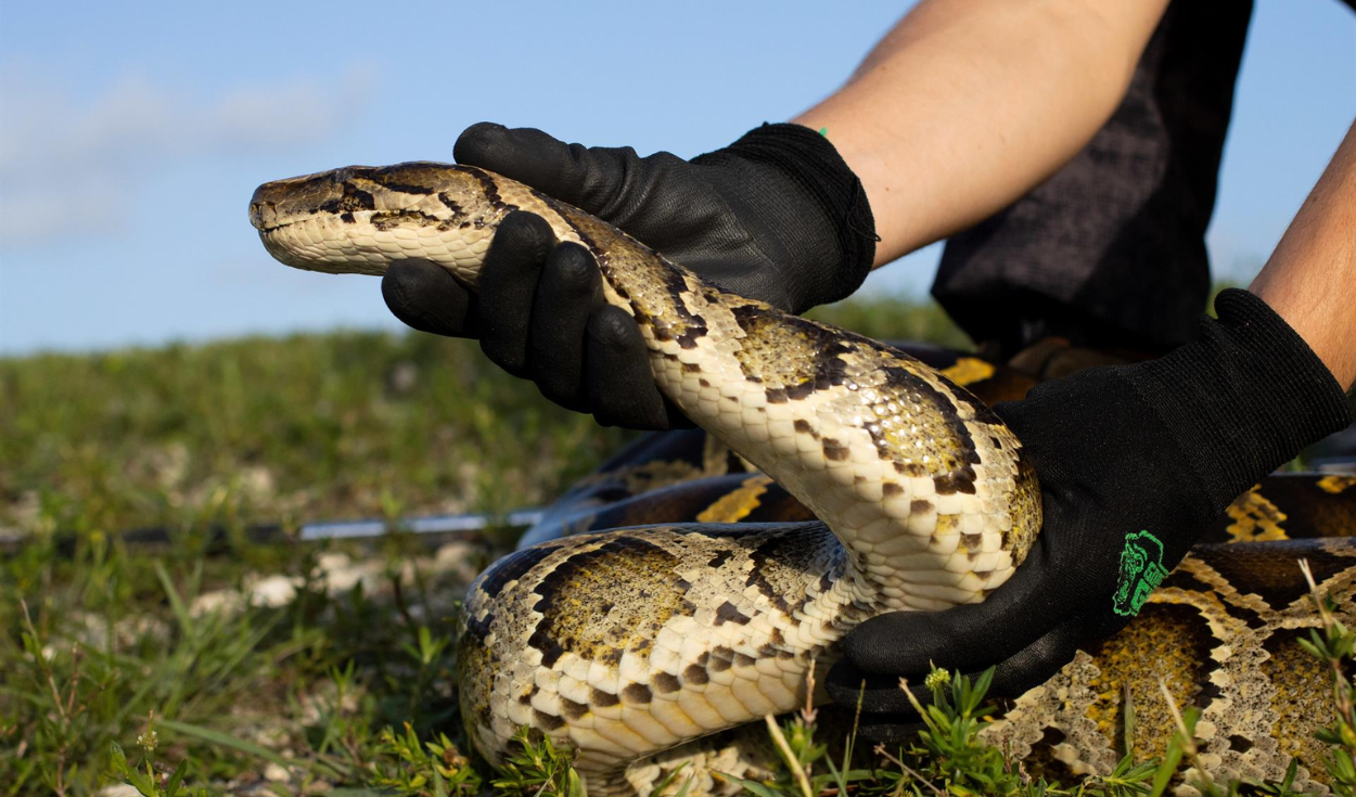 piton birmana everglades