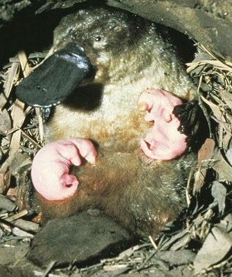 Considerado un animal singular en la evolución, el ornitorrinco pone huevos y alimenta a sus crías con leche que libera a través de la piel.