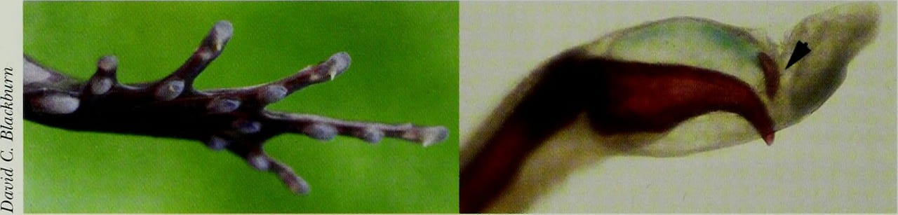Lo extraordinario de esta rana son sus garras óseas, que emergen al sentirse amenazada, un mecanismo defensivo único en el reino animal que desconcierta a los científicos.