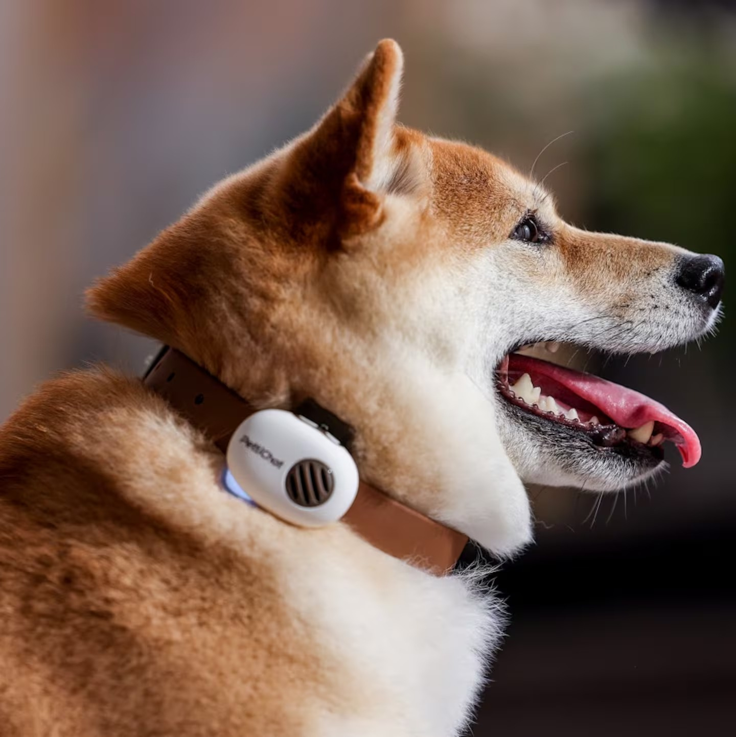 El collar recopila miles de sonidos y comportamientos de animales en distintas situaciones. Foto: Pettichat