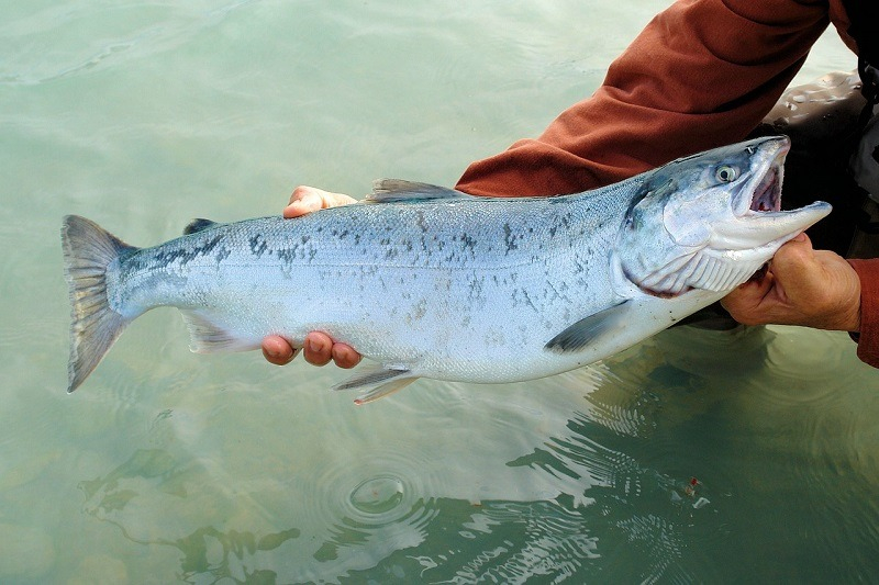 al salmón Chinook, un pez migratorio que nace en el río, se desplaza al océano y luego regresa a su lugar de origen para reproducirse.