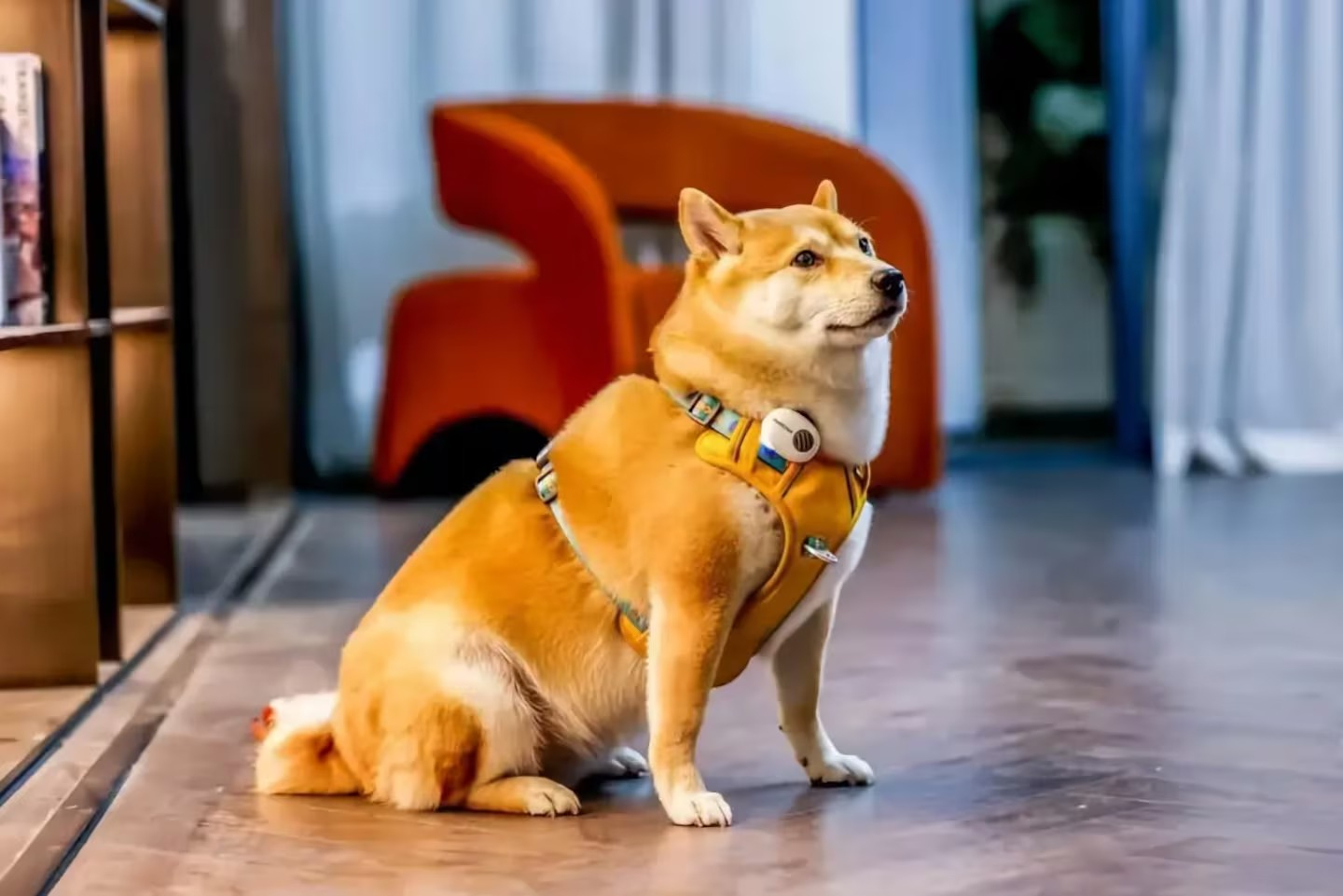 El collar chino con IA para mascotas combina sensores, micrófono y conexión a una aplicación. Foto: Pettichat